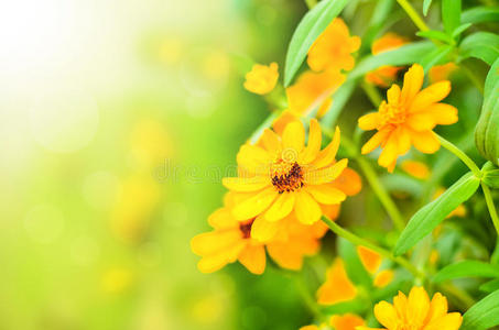 阳光黄色花朵背景