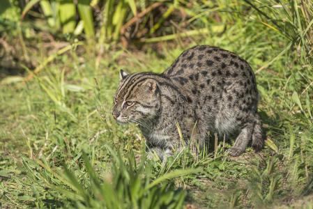 捕鱼猫