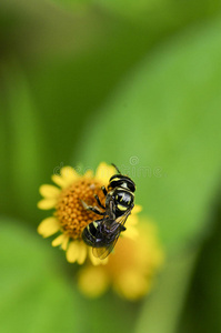 黄花特写蜜蜂