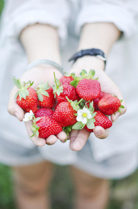 新鲜采摘的草莓覆盖在草莓植株上