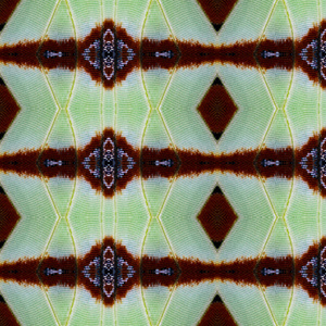 彩色蝴蝶翼的无缝图案, 用于背景纹理, 常见 nawab