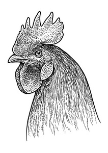 公鸡头像插图, 图画, 雕刻, 墨水, 线条艺术, 矢量
