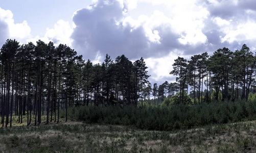 波兰野生森林Kampinos 国家公园