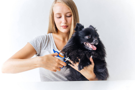 一个专业的狗理发师的肖像梳理狗