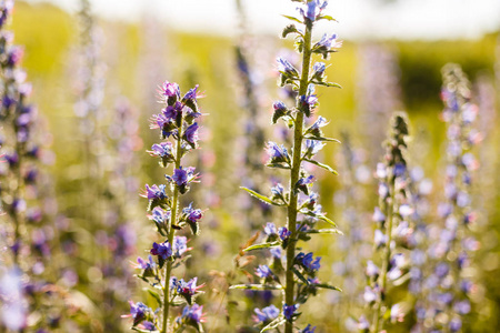 Echium plantagineum, 紫毒蛇 bugloss 或帕特森的诅咒