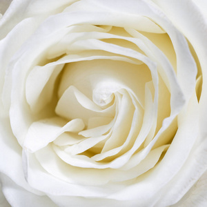 盛开的白色玫瑰花蕾特写