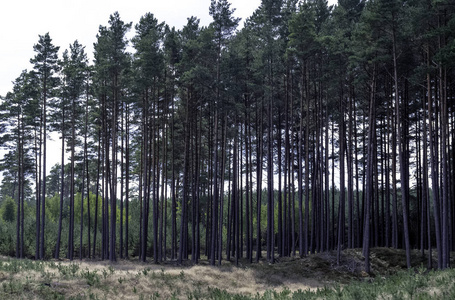 波兰野生森林Kampinos 国家公园