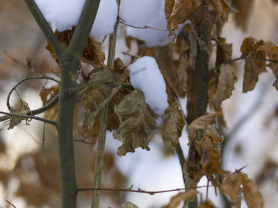 雪覆盖树枝, 有秋叶, 特写