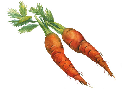 胡萝卜.手绘水彩绘画摄影图