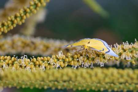 黄色蝴蝶在花园里飞翔, 成群的槟榔棕榈花。动物在泰国