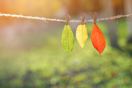 三秋天叶子绿色, 黄色, 红色在木 clothespins 和花边。改变季节的概念