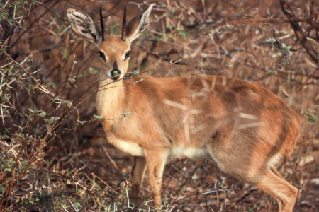 Steenbok Raphicerus 白菜, 克鲁格国家公园, 姆普马兰加, 南非