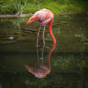 粉红色的弗拉门戈寻找食物，在湖边玩