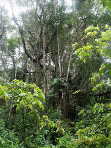 亚马逊雨林, 黑河, Yasuni 国家公园, 厄瓜多尔