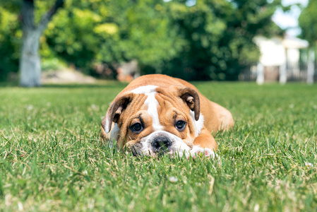 英国斗牛犬幼犬