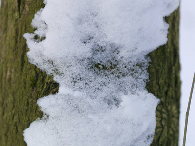 雪盖树树皮, 特写