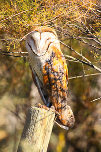 谷仓猫头鹰栖息在栅栏上, 阳光明媚的一天在国家公园科托多尼亚纳在韦尔瓦塞维利亚, 安大路西亚, 西班牙
