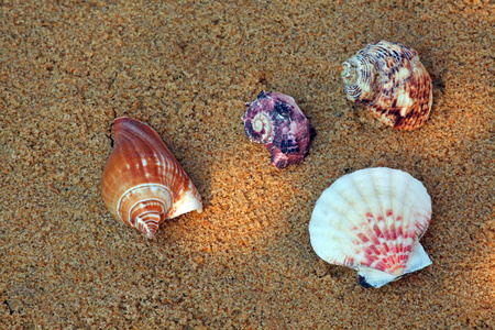 贝壳海滩沙阳光