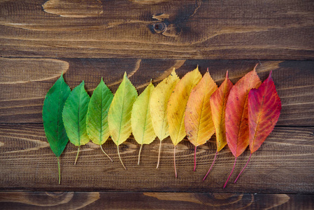 秋天的树叶在一条木质的背景下从绿色到红色.改变季节的概念摄影图