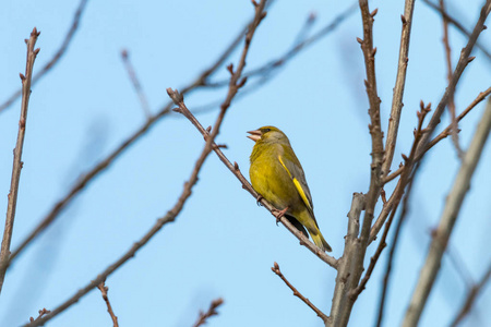 欧洲 greenfinch 黄雀虎尾, 雄性, 栖息在树枝上, 对着清澈的蓝天, 唱着春歌。绿鸣禽鸟, 翅膀和尾巴上有黄色