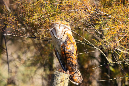 谷仓猫头鹰栖息在栅栏上, 阳光明媚的一天在国家公园科托多尼亚纳在韦尔瓦塞维利亚, 安大路西亚, 西班牙