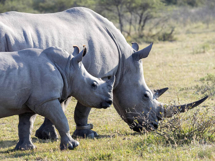 南白犀牛, 白犀属 simum simum, 博茨瓦纳牧场照片