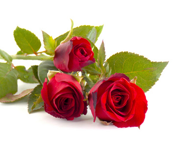 美丽的红玫瑰花朵白色背景上