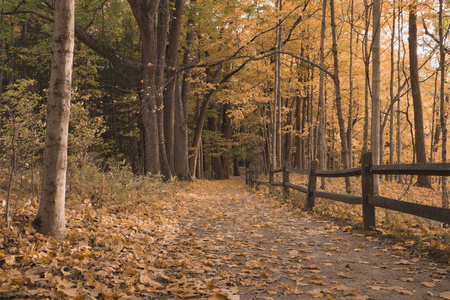 秋天的森林里有木栅栏的小路图片