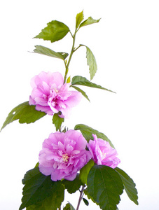 紫色芙蓉花图片-紫色芙蓉花素材-紫色芙蓉花插画-摄图新视界