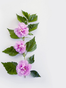 白色背景上的美丽的紫色芙蓉花