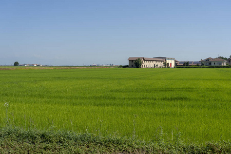 沿着公路从 Lignana 到 Ronsecco, 临近 Vercelli, 意大利山麓, 夏季