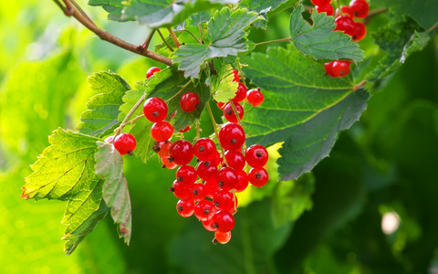 红醋栗种植在花园里，夏收