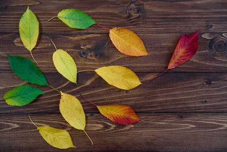 秋天的叶子从绿色过渡到红色在木质背景上。季节概念变动