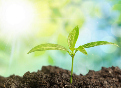 的成长新芽绘成图画似的车链红色的主题背景和连接台词新生命绿色植物