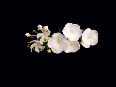 栀子花背景图片