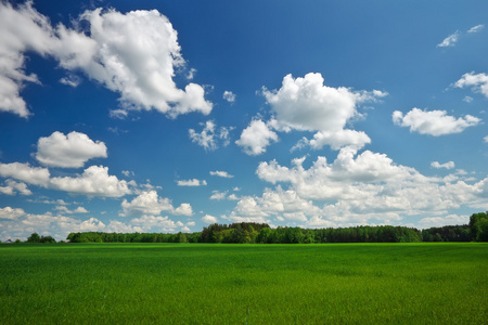 草和完美的天空领域