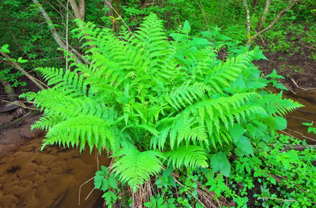 在小溪附近的森林里生长的蕨类植物