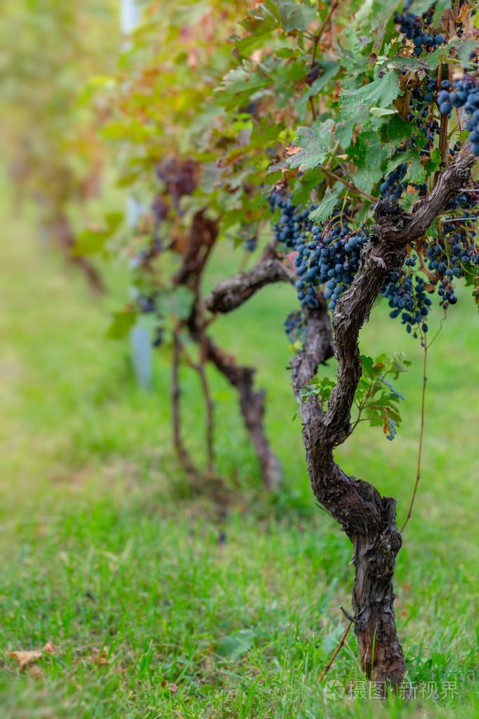 秋天葡萄藤与成熟葡萄酒