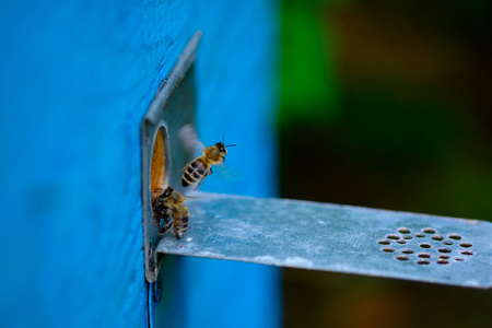 蜂巢入口和蜜蜂