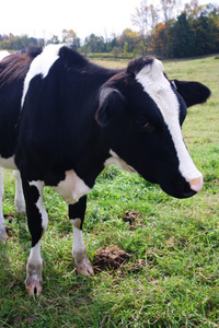 在美国佛蒙特州，milkingcow 的股票形象