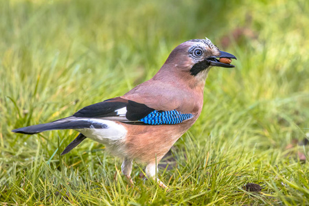 亚欧周杰伦 Garrulus glandarius 在后院草坪上的绿草与坚果在喙