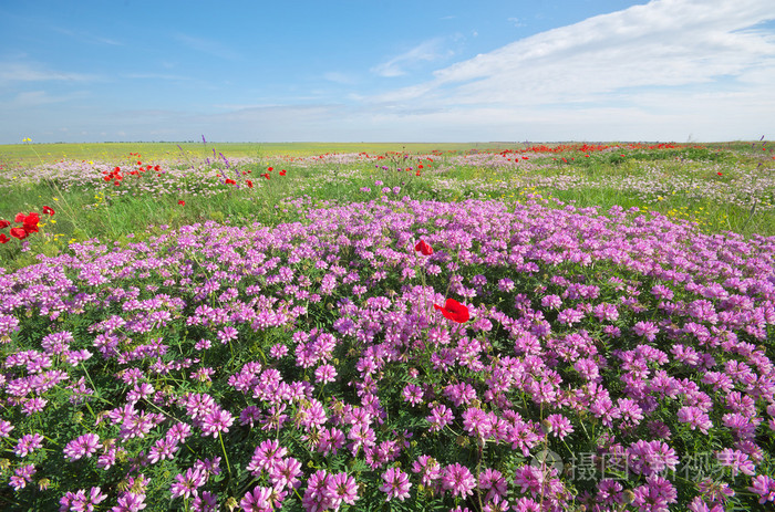 在草地上的春天的花朵