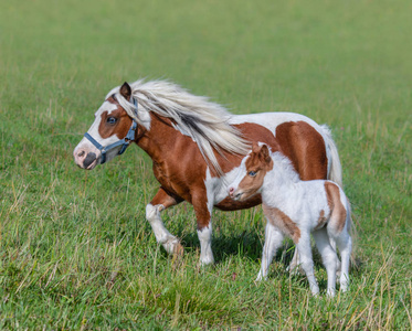 美国迷你马。Skewbald 马和马驹在夏天草甸