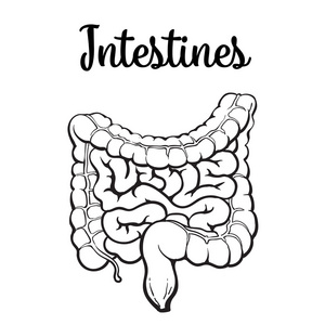 图示小肠绒毛.肠道衬里.显微绒毛和毛细血管.人类肠道.