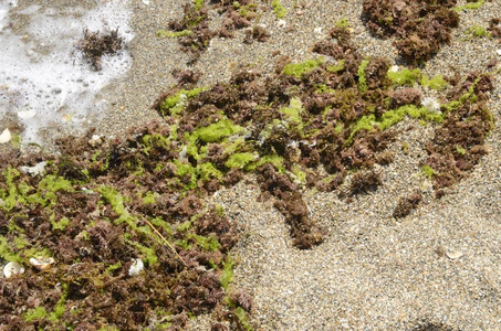 在西班牙安大路西亚的海滩岸边的海藻