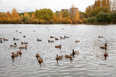 许多鸭子秋天在公园里游泳在湖