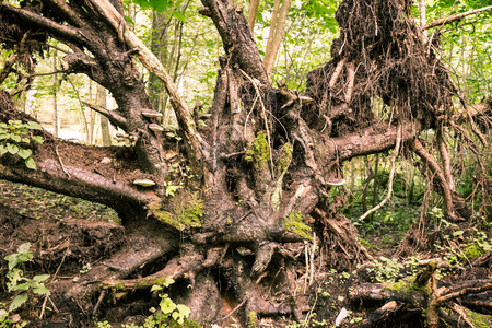 魔法 Pokaini 森林, 拉脱维亚。神秘森林丛, 石头在树的根之中