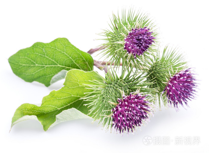 多刺花冠 牛蒡花白色背景上照片 正版商用图片0slhja 摄图新视界 多刺花冠 牛蒡花白色背景上照片 正版商用图片0slhja 摄图新视界