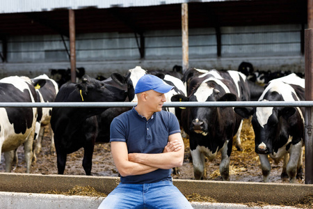 农夫在农场与奶牛