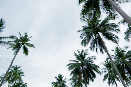 天空椰子树背景图片